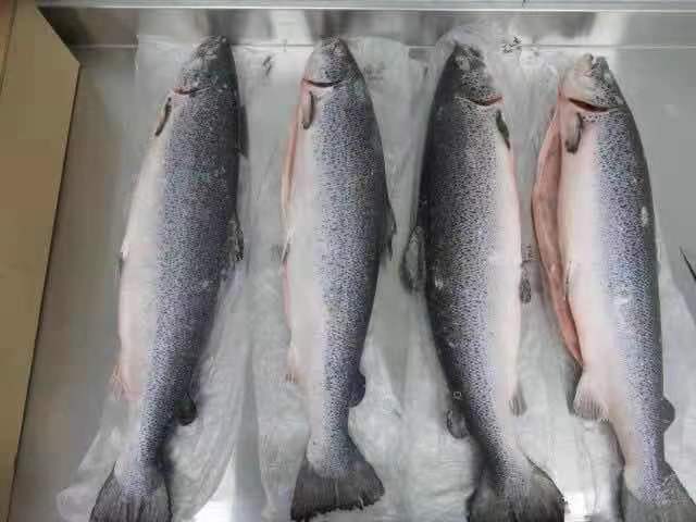 42247 - Atlantic Salmon HON Chile